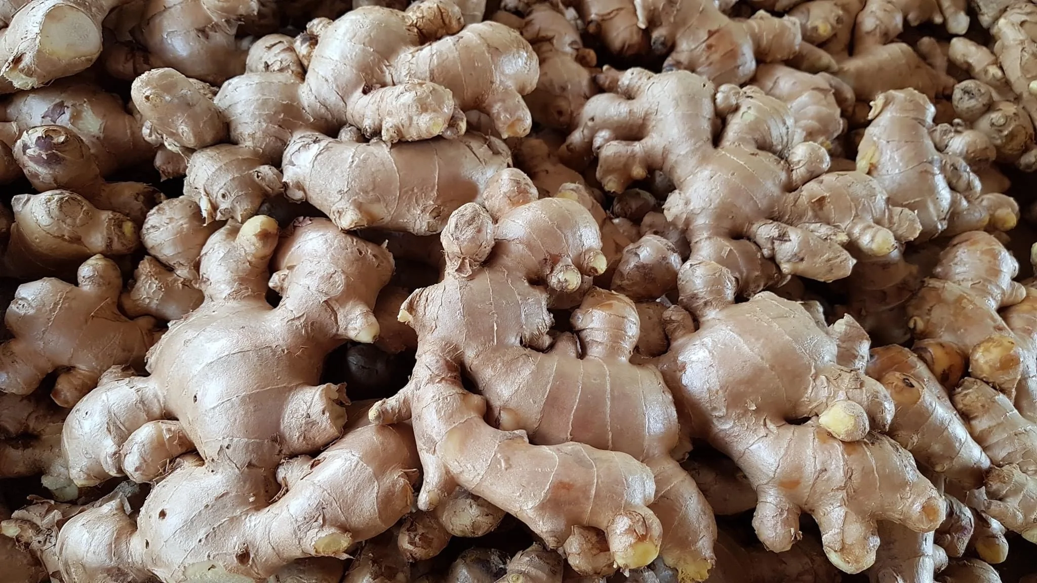 Premium Fresh Ginger High Quality Thai Vegetable from Thailand  Hight Grade Fresh Ginger in Carton