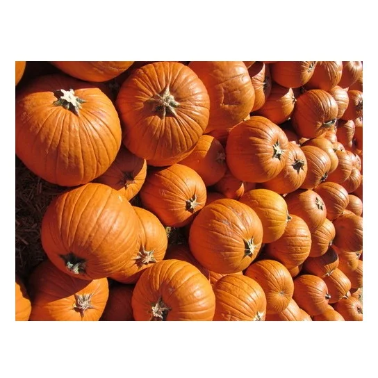 Good Quality Italian Delia Pumpkins/ Fresh Pumpkins Vegetables For Sale