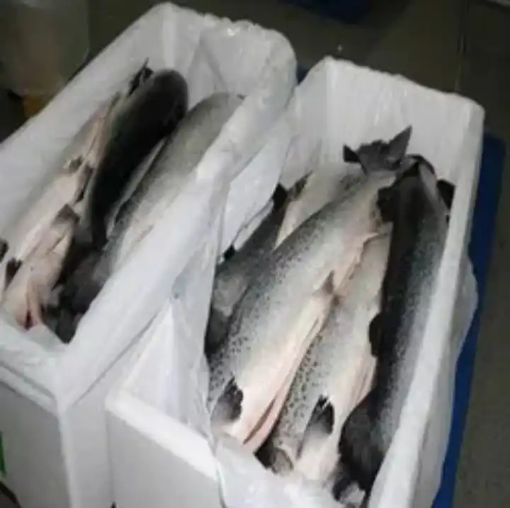 Wholesale Frozen Salmon Fish frozen salmon smoked fish salmon shoe