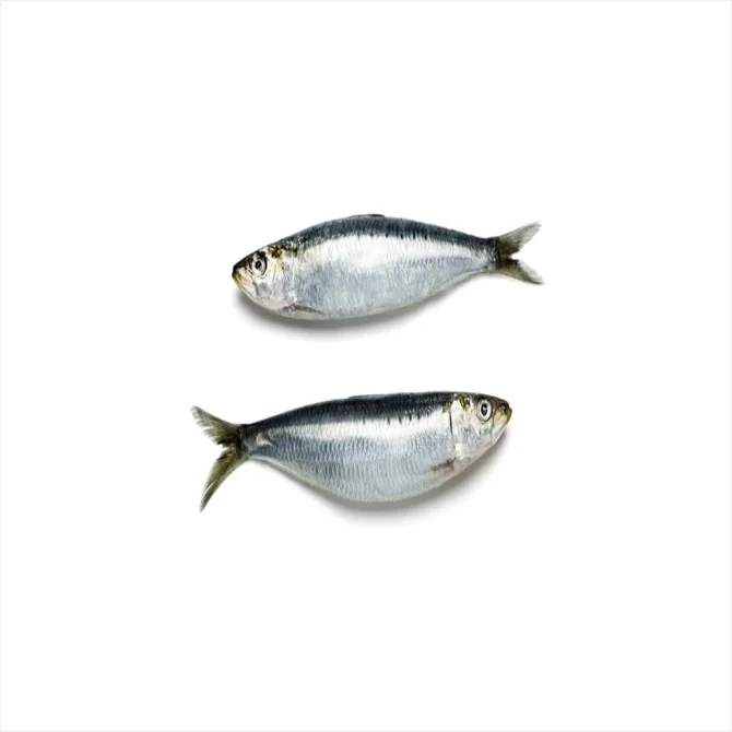 Bulk BC Whole Herring frozen whole pacific herring fish