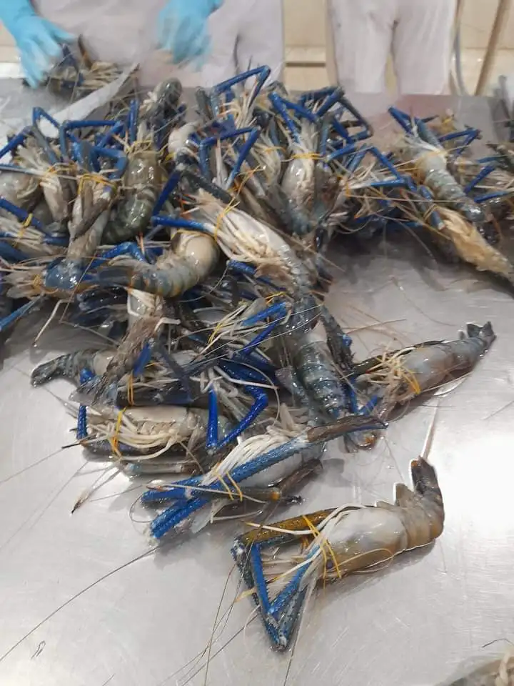 IQF Frozen largest Scampi Shrimp Freshwater prawn from Vietnam