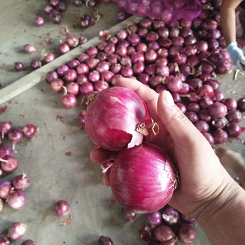 2023 New Crop Fresh Red Onion Price High Quality Natural Onions