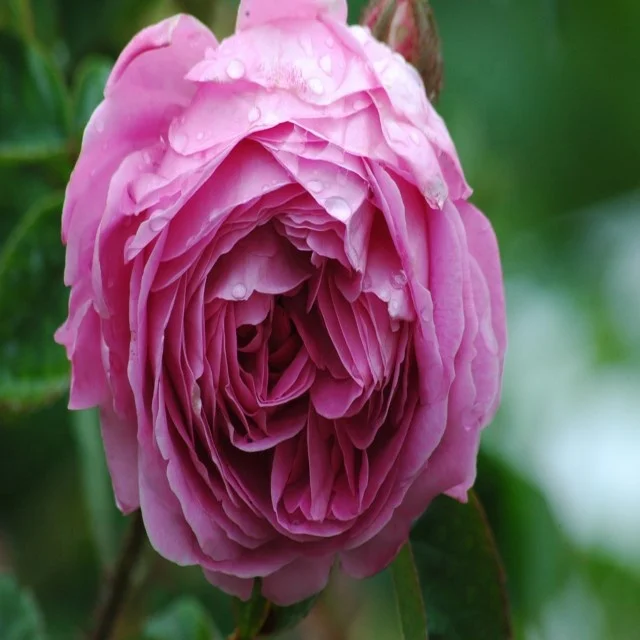 Artificial silk Cabbage Roses Silk Tea Rose Artificial Peony Flower Head for home Wedding Centerpieces Arrangement party  flower