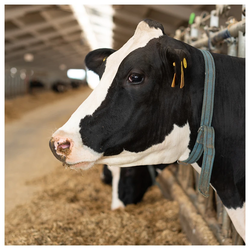 Оптовая цена, поставщик упаковки, дешевые производители, ломтики мяса, белка, Бразилии, замороженная говядина на продажу