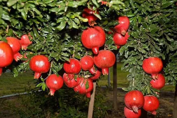 %100 NATURAL FRESH POMEGRANATE from TURKISH PRODUCER