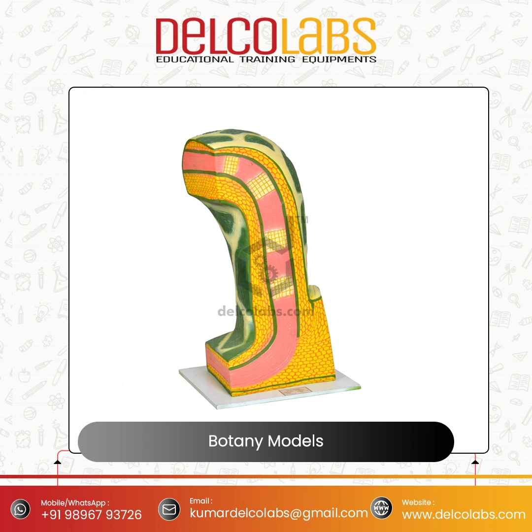 Excellent Quality Supplier of Bulk Selling Biology Botany Models Plant Cell Dicot Monocot Root Leaf Stem for Teaching Purpose