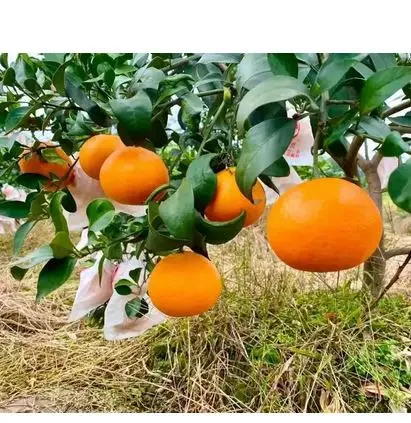 Chinese fresh navel orange cheap price, delicious and juicy cheap navel orange