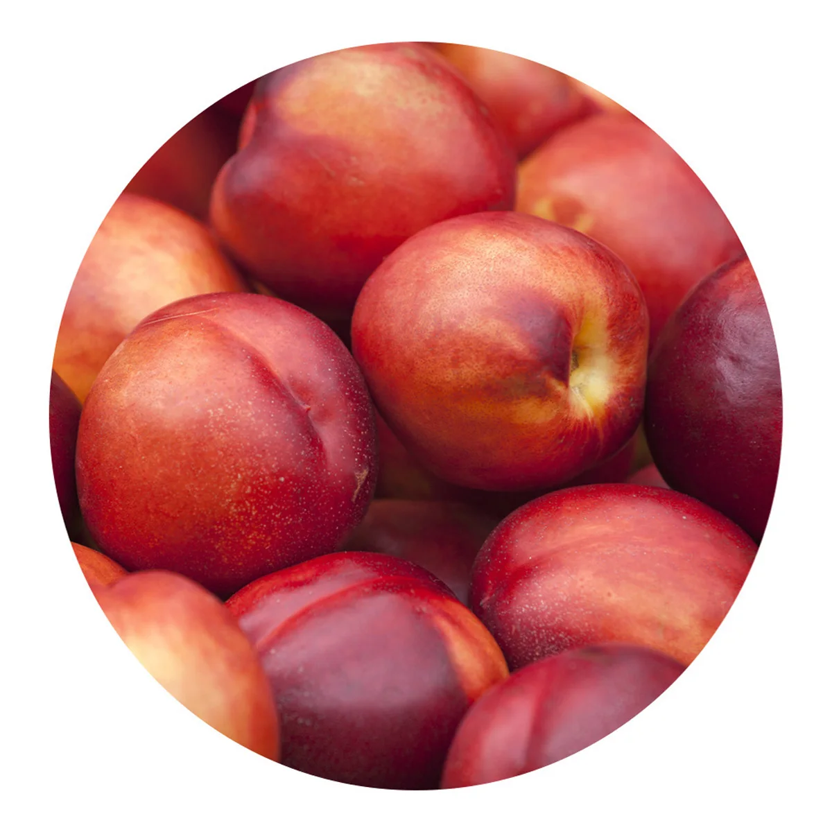 Natural nectarine from Uzbekistan from direct agricultural producers  manufacturer prices