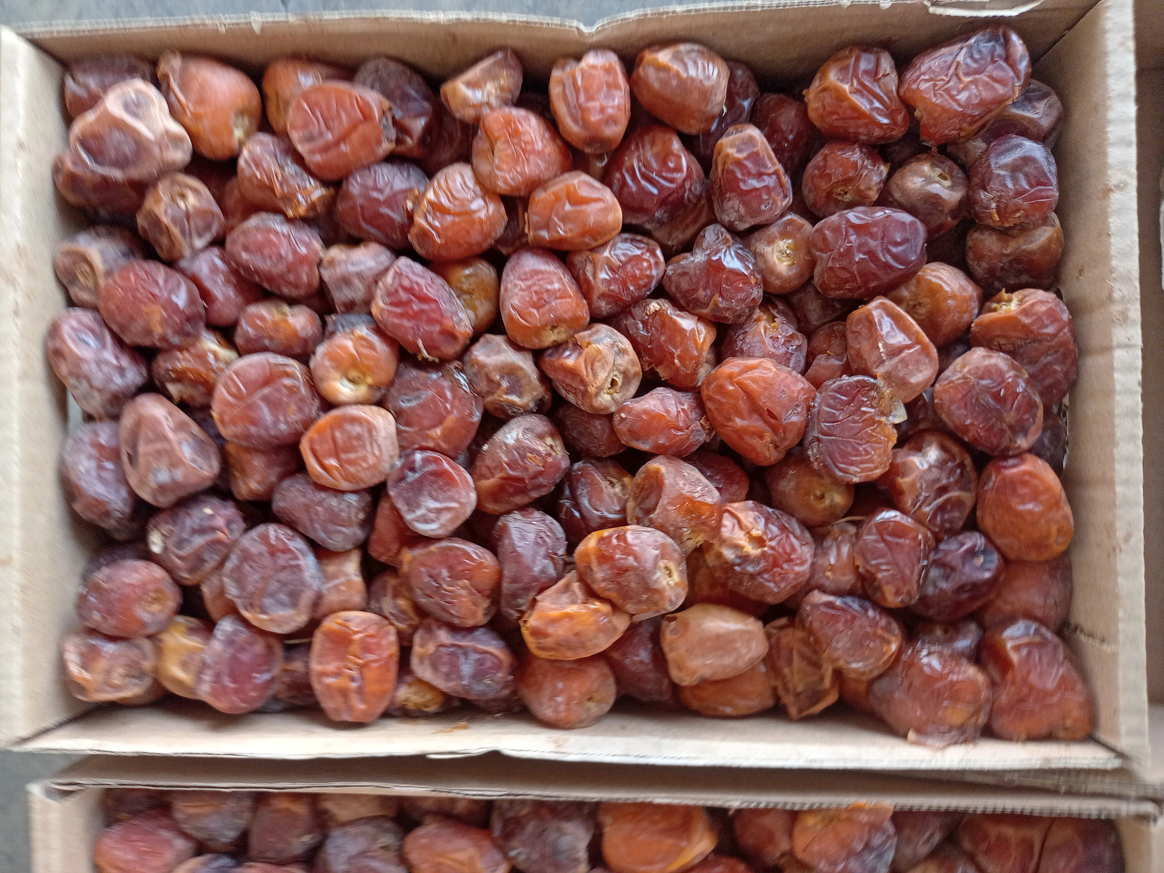 Cheap Sukkari kajur fresh harvest and best price from Saudi Arabia  Hot Sale Bulk Cheap Natural Max Style Packing Packaging Air