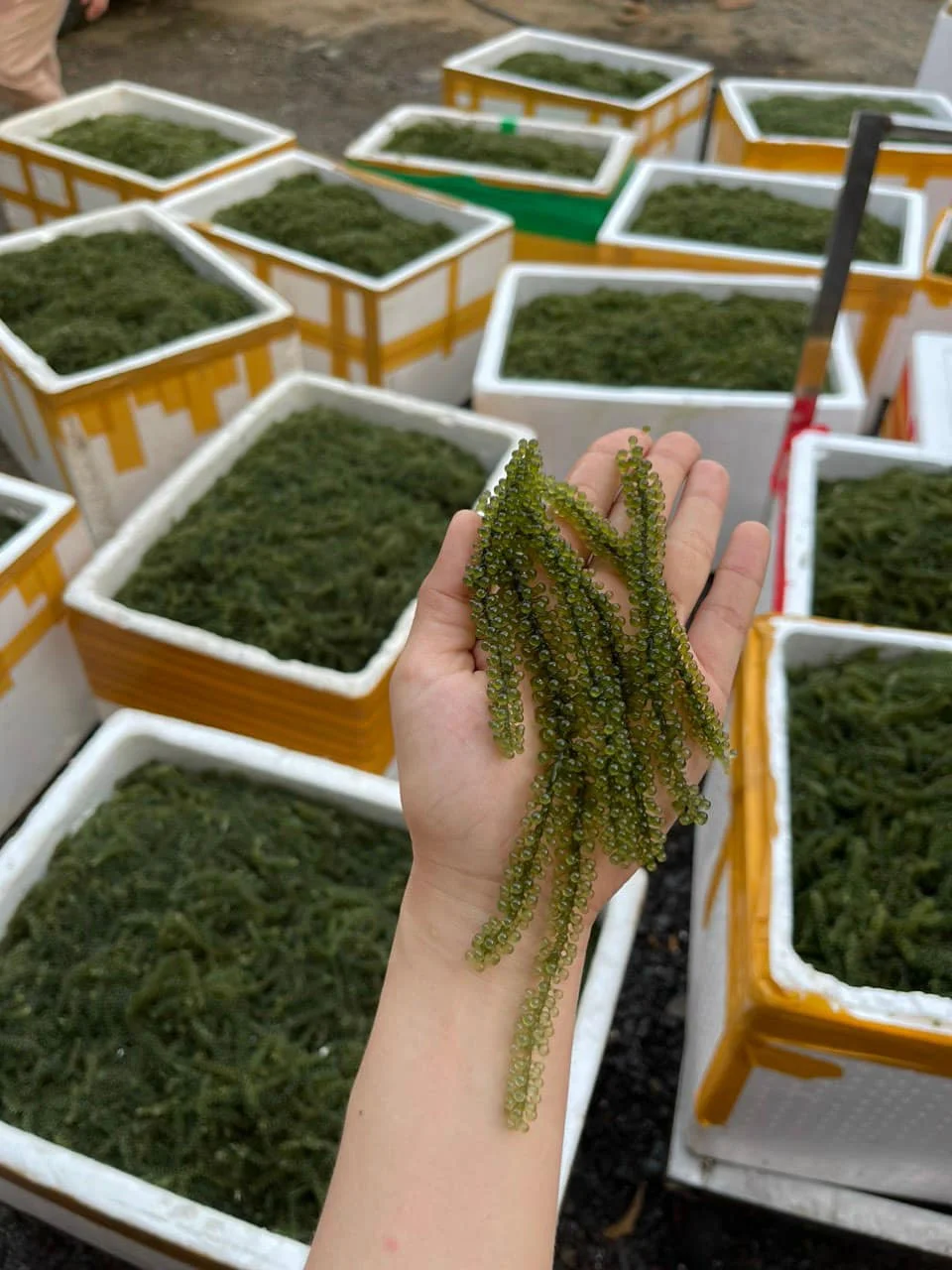 Fresh Sea Grapes Seaweed Food Taste Organic Fresh Seaweed Sea Moss From Viet Nam Custom Logo Packaging