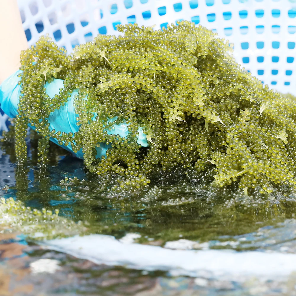 For Grapes Special Seagrape Seaweed Food SeaWeed Snack  With High Export Quality And Competitive Price Fresh Grapes Sushi