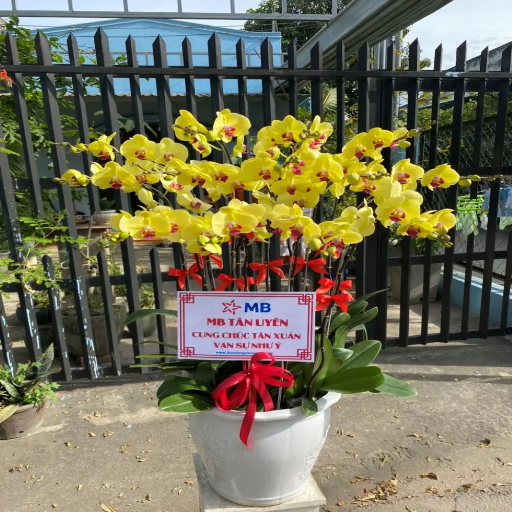 Phalaenopsis Orchids Reasonable Price Export For Home Fresh Flower Carton Outside From Vietnam Manufacture