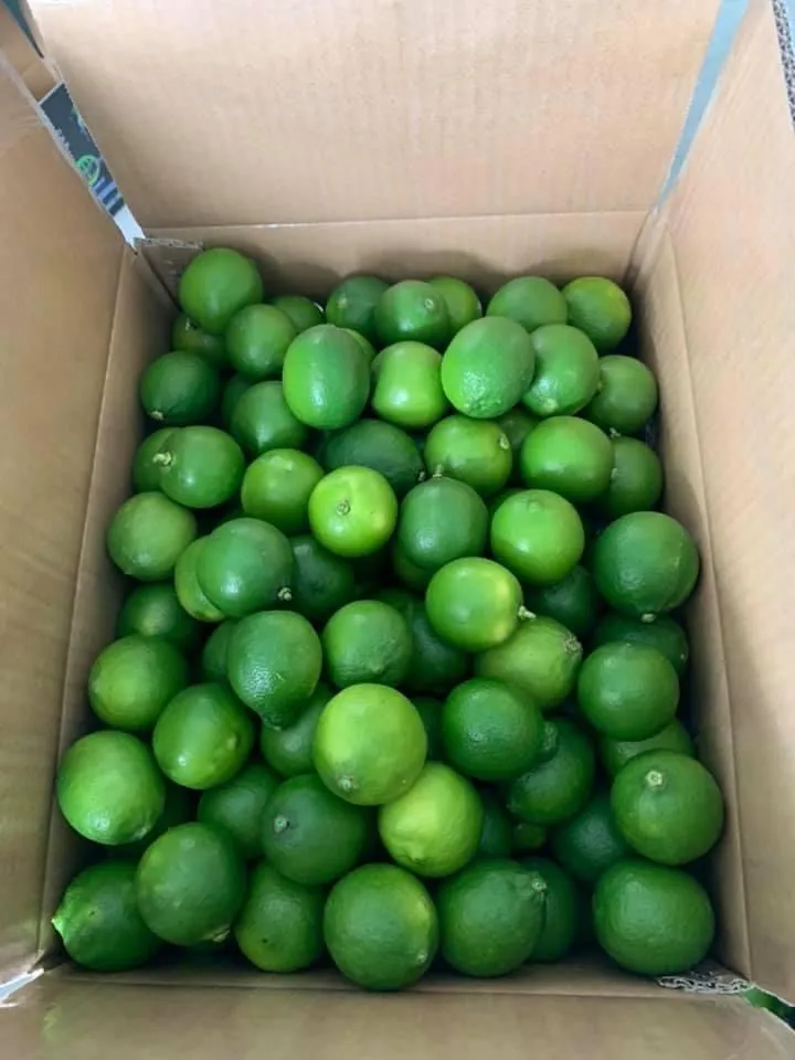 Vietnam Best Price Rich Vitamin C Fresh Lemon Seedless Lime from Vietnam