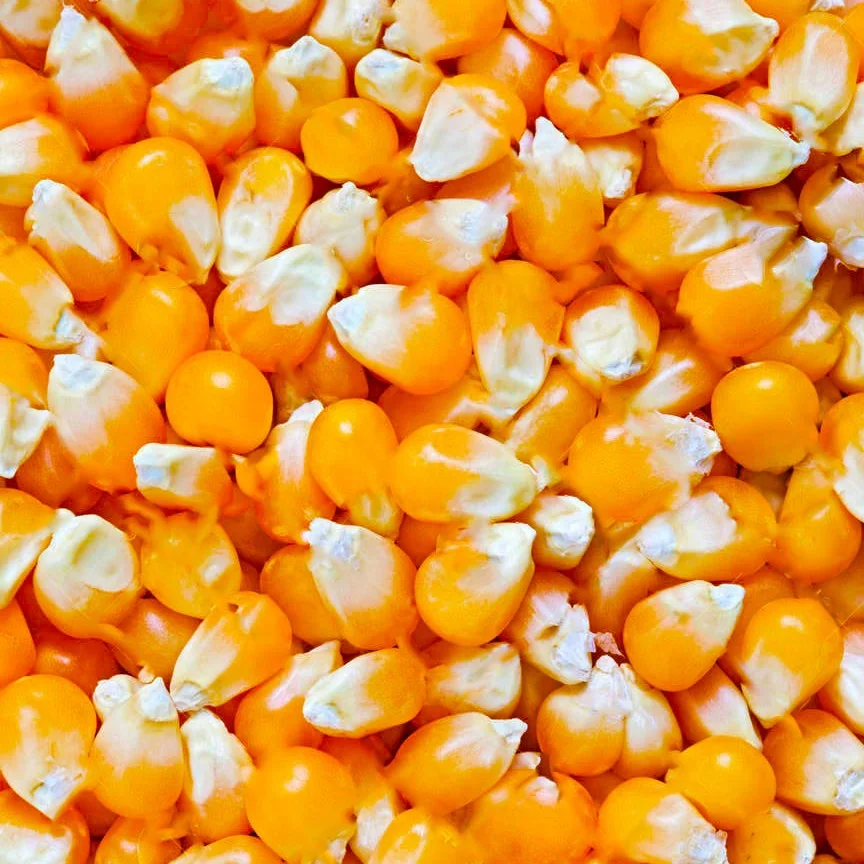 Yellow Corn Non-GMO Fit for Human Consumption and Animal Feed/Origin Thailand yellow corn for poultry feeding