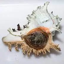 Мурекс-оперкулум из Вьетнама, в наличии