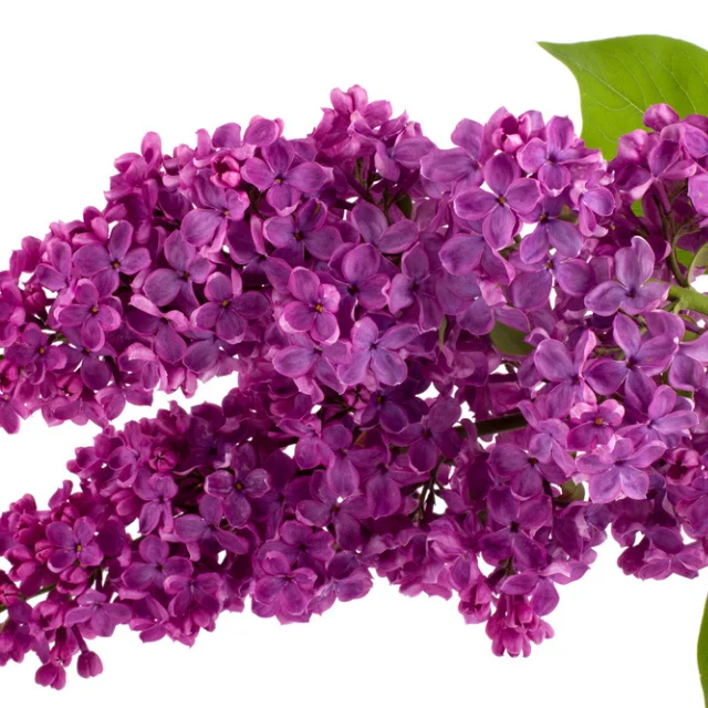 Распылитель сиреневого масла Лидер продаж масло цвета для уменьшения воспаления линий на коже морщин пятен