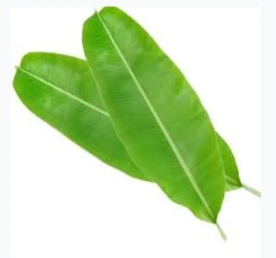 Best price fresh and frozen green tropical banana leaf cheapest price banana leaf made in Vietnam 2023