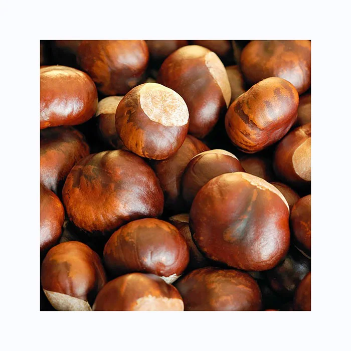 Свежие новые нагрудные орехи для продажи по низкой цене купить оптом конские каштаны