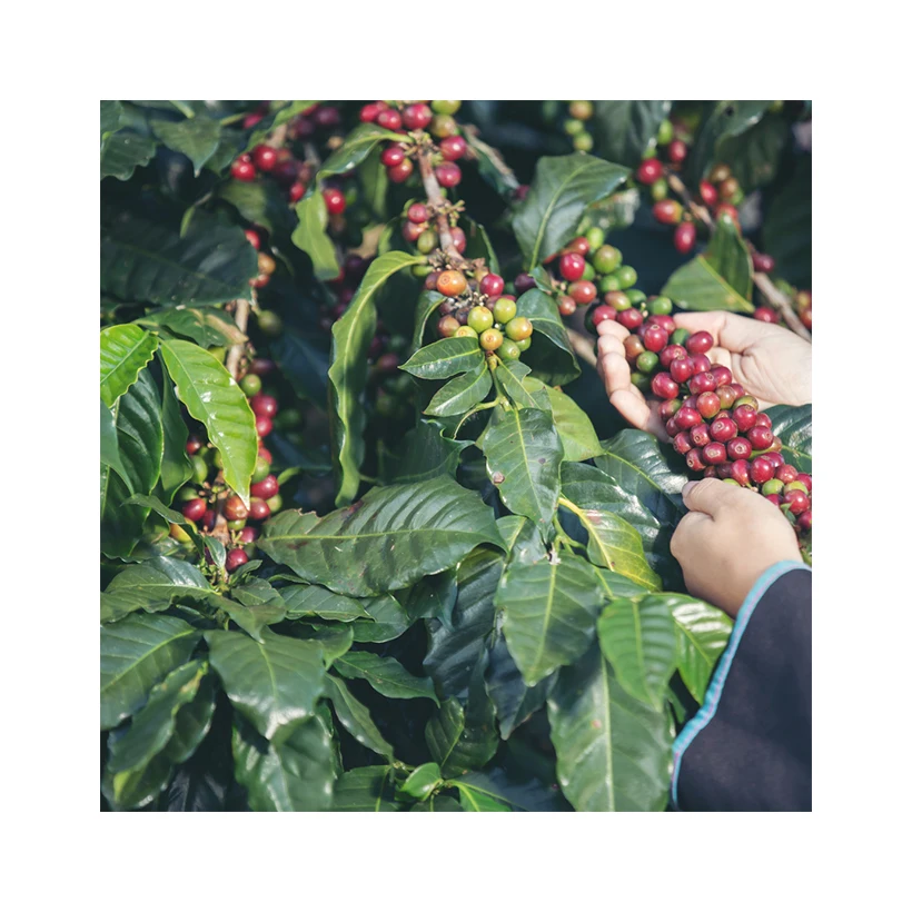 High Quality 100% Natural Delicious Products Import Mellow Supplier Roasted Arabica Coffee Beans For Price