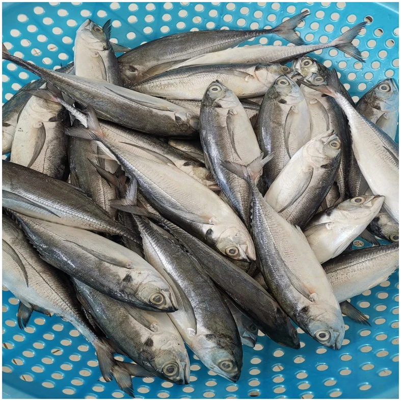 New Season Scomber Japonicus Frozen Pacific Horse Mackerel Fish