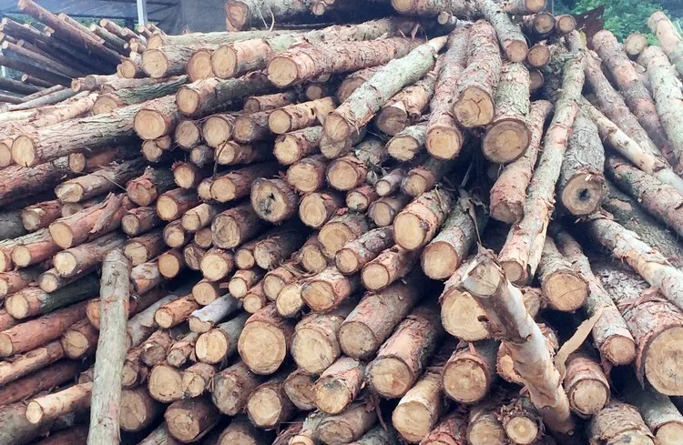 Hot Selling High Quality Wholesaler 100% Natural Solid Hard Acacia Log With Reasonable Price Origin Vietnam