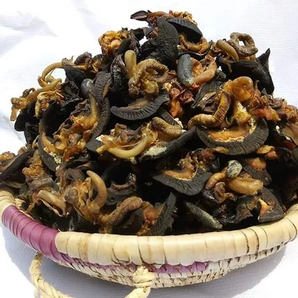 Cheap Price Fresh and Dried African Giant Snails Available