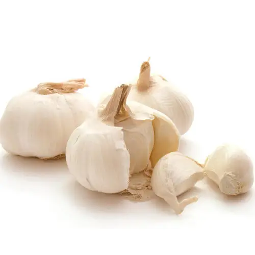 4.5cm 5.0cm 5.5cm 6.0cm Pure White Garlic / Fast delivery from Europe