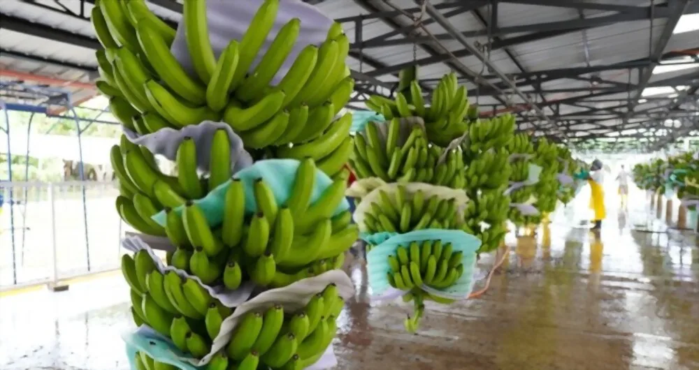 Fresh Cavendish Banana Exporting Grade A | Vietnam Agriculture Food CO., LTD
