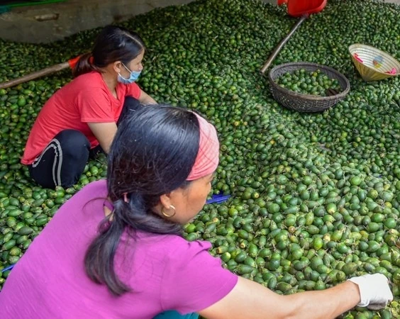 Top Quality Betel Nut Wholesale Dried Betel Nut From Vietnam Betel Nut Packing Bag Best Price For Exported