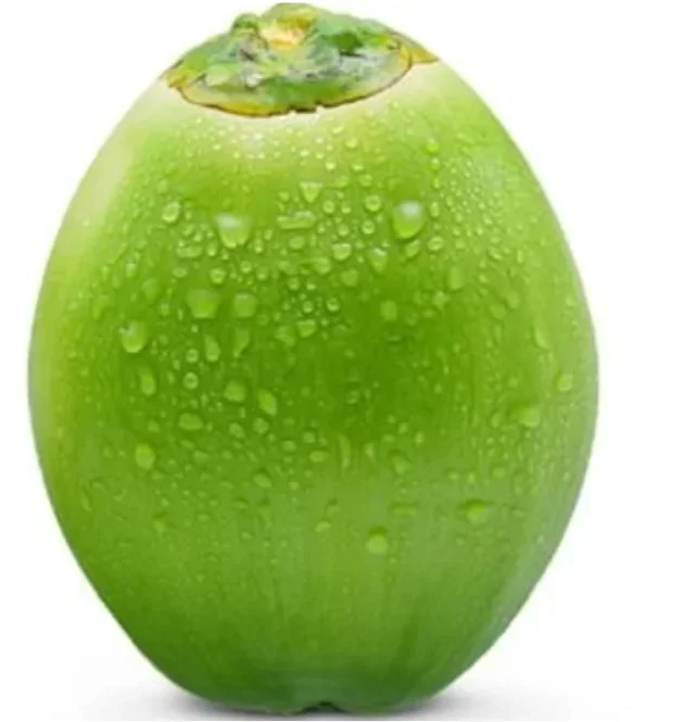 Young Coconut / Fresh Coconut / Fresh green young coconut Top quality best price coconut for wholesales