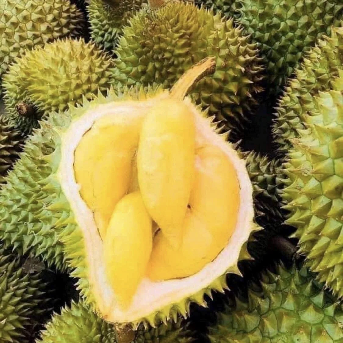 Vietnam Fresh Durian Type Monthong Ri6 Premium Quality Best Price