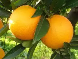 Most Popular Excellent Quality Farm Fresh Orange Fruit in Bulk Quantity Fresh Natural Orange For your good Health Available