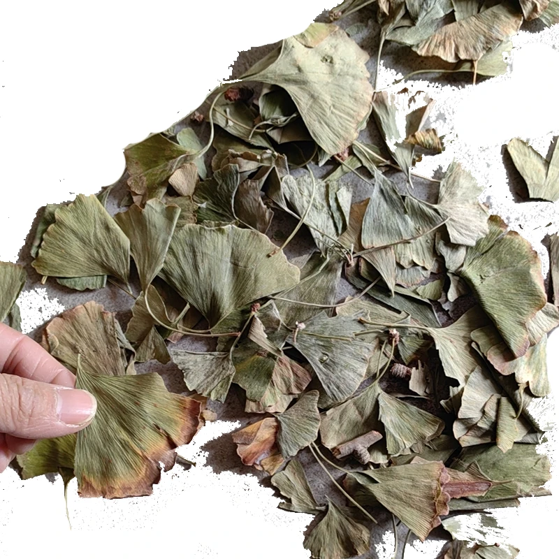 Heat-selling FOLIUM GINKGO  biloba leaf  promotes memory and improves brain function