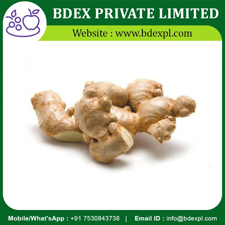 Good Quality Ginger Available At Indian Manufacturer