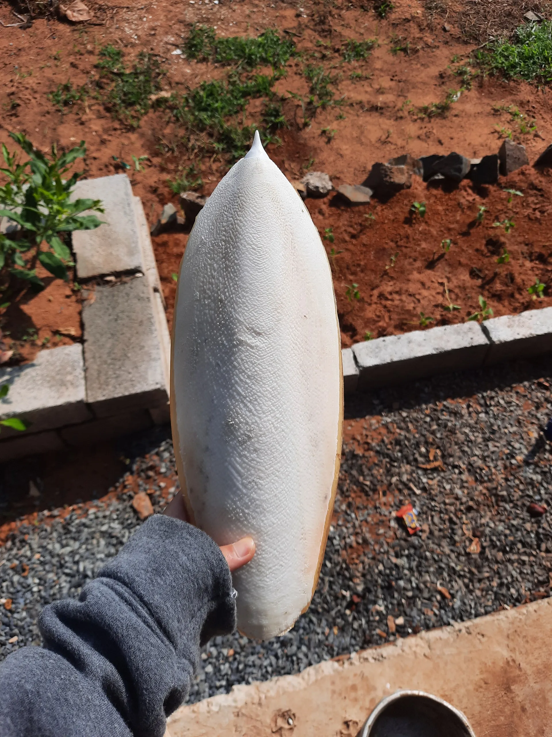 Natural 100% sun dried cuttle bone sale best grade squid cuttlefish bone cheap price Internal shell of cuttlefish