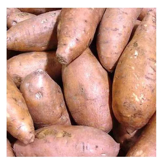 Premium Quality Fresh Vegetables Sweet Potatoes Bulk Stock At Wholesale Cheap Price