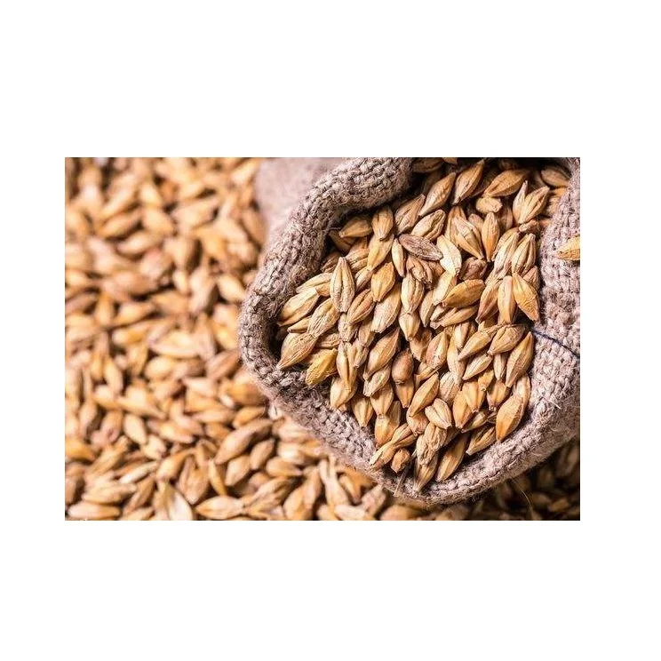100% Barley Seeds/Animal feed barley/bulk barley grains |Hulled Pearl Barley