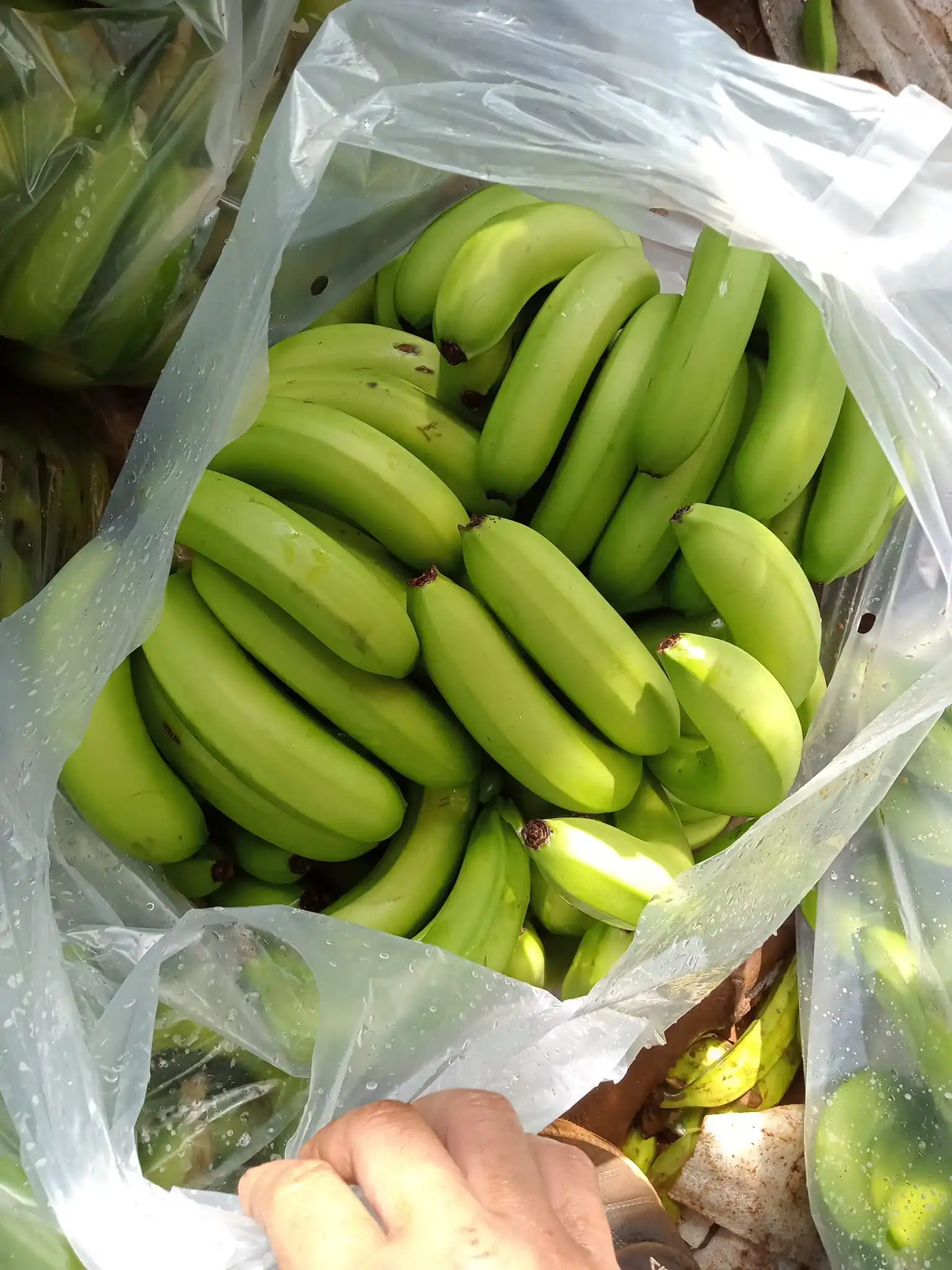 Лучший продукт-свежий/сушеный банан для продажи-натуральный зеленый новейший Урожай-глобальный