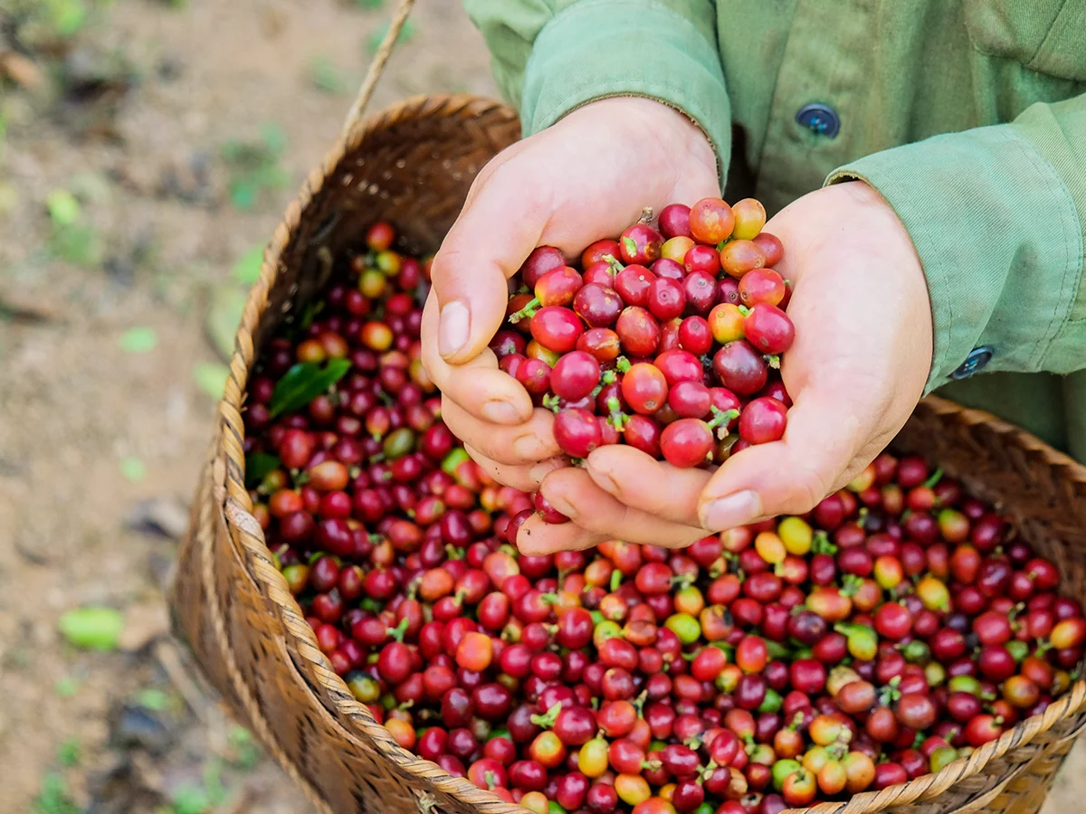 Best Selling High Quality Premium Robusta Coffee Vietnam 100% Robusta Whole coffee beans 500g
