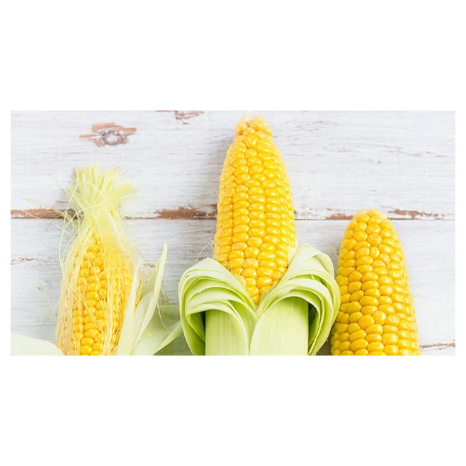 Best Price Dried Yellow Corn Grans / Corn Maize Bulk Stock Available With Customized Packing
