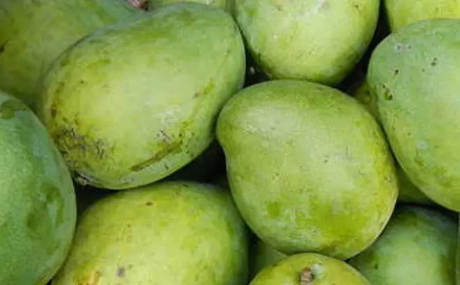 Fresh mangoes produced in Vietnam with high quality for export to Europe and Asia