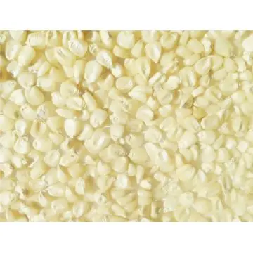 White and Yellow Maize Corn From USA