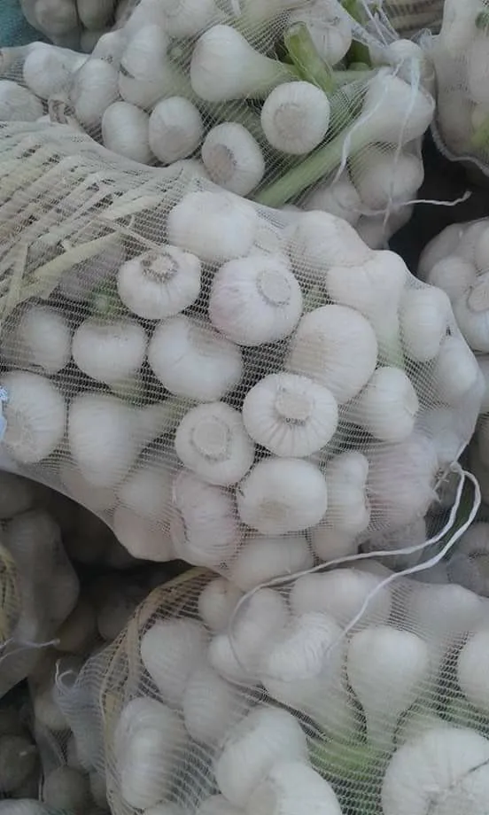 Fresh green fresh garlic new crop 2023 from Egypt
