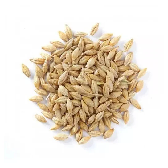 Barley Grains Premium Barley Seeds/Animal feed barley