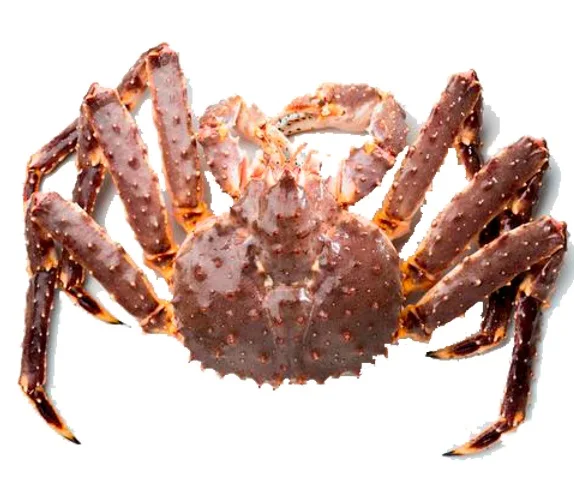 New Stock Available For Live King Crab / King Crab Clusters for Wholesale Prices from United States