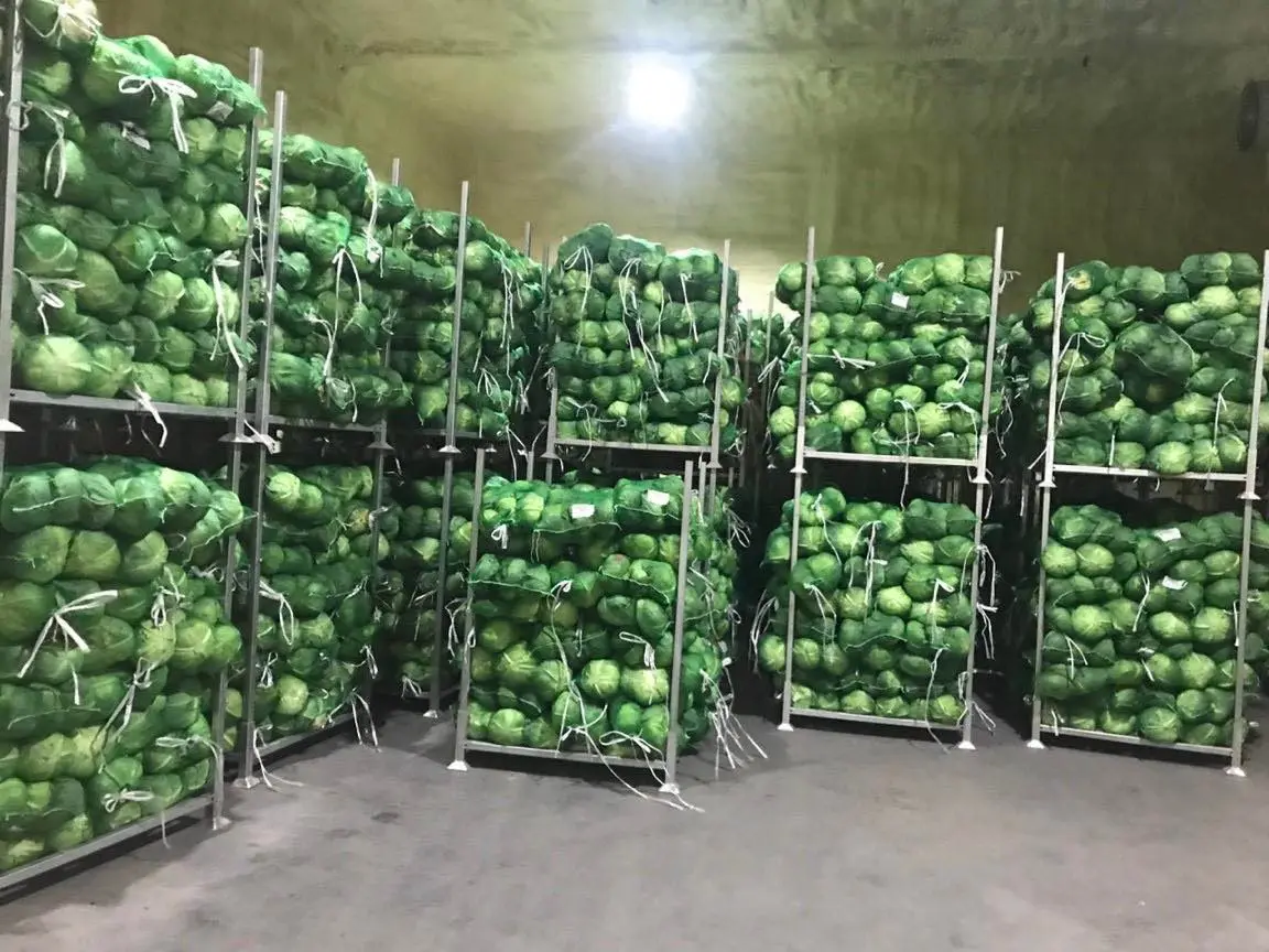 Natural Fresh Green Cabbage From Vietnam Organic