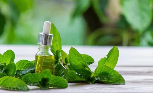 Wholesale Best Selling 100% Purity Spearmint Essential Oil Liquid OEM Product Set for Skin Use Minimum Order 1L