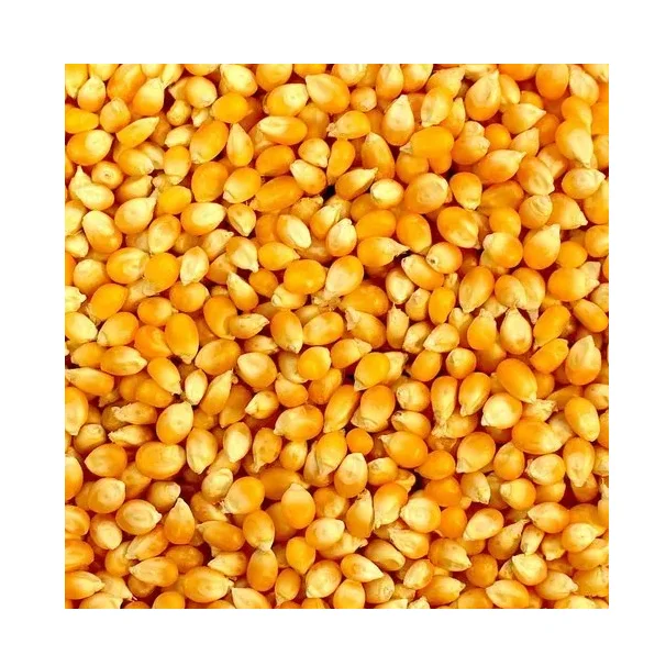 Yellow corn Maize - Wholesale Canadian Sweet Yellow Corn For Animal Feed
