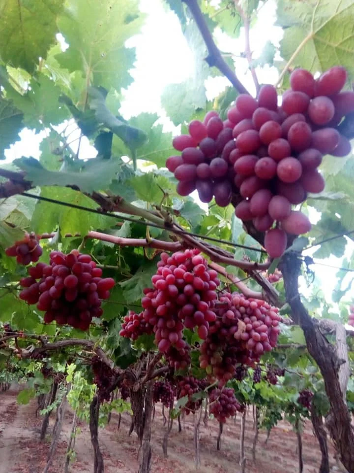 High quality fresh red grapes from Egypt