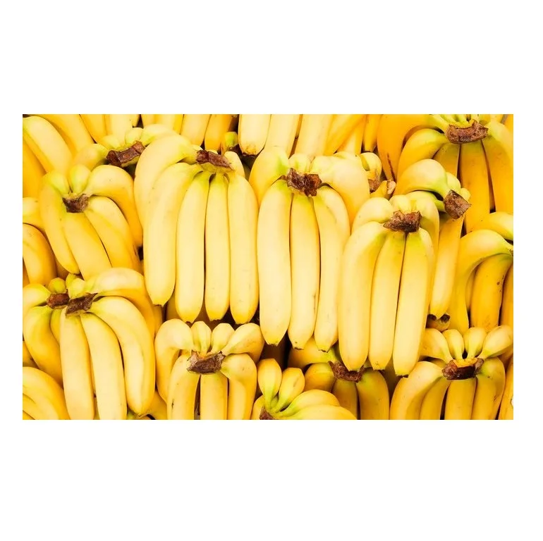 Поставка свежих зеленых бананов Cavendish с высоким экспортным качеством